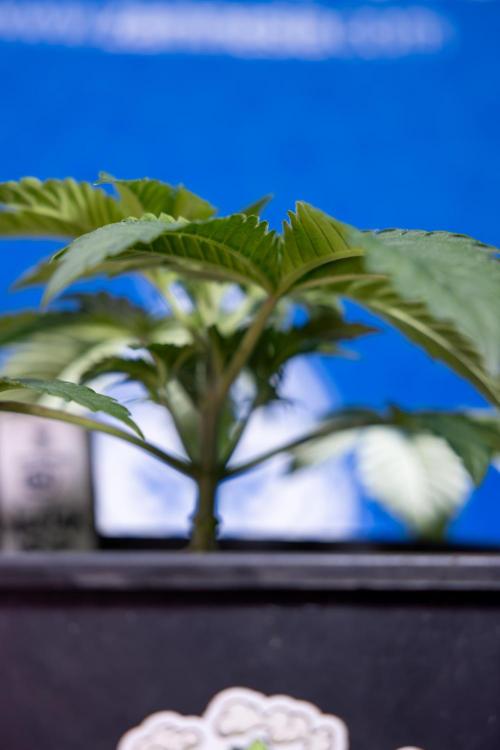 Nectar Drip x5 - Zamnesia X Tical. Week 2 - Nectar Drip feat. Tical - Veg - Plant #1 - Week 2