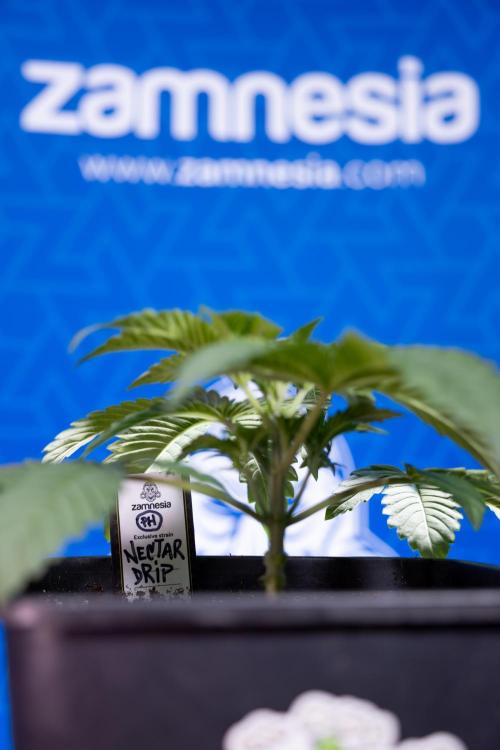 Nectar Drip x5 - Zamnesia X Tical. Week 2 - Nectar Drip feat. Tical - Veg - Plant #1 - Week 2