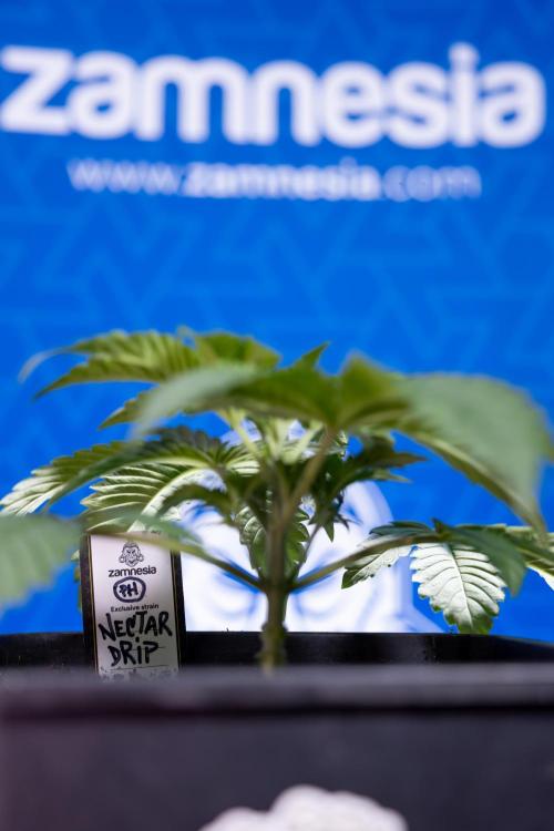 Nectar Drip x5 - Zamnesia X Tical. Week 2 - Nectar Drip feat. Tical - Veg - Plant #1 - Week 2