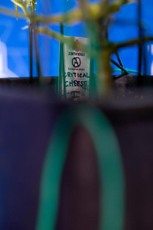 Critical Cheese Auto I - Zamnesia x B&B. Week 4 - Critical Cheese Auto 1 - Week 4  - Bloom - LST 