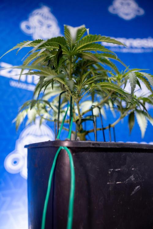 Critical Cheese Auto I - Zamnesia x B&B. Week 4 - Critical Cheese Auto 1 - Week 4  - Bloom - LST 