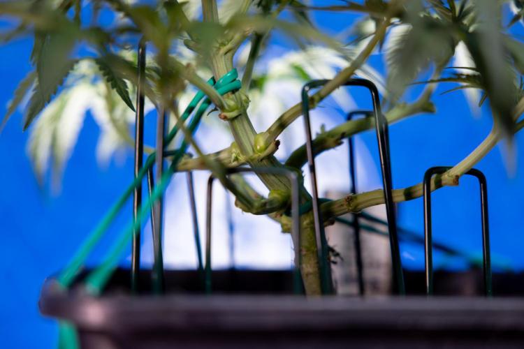 Critical Cheese Auto I - Zamnesia x B&B. Week 4 - Critical Cheese Auto 1 - Week 4  - Bloom - LST 