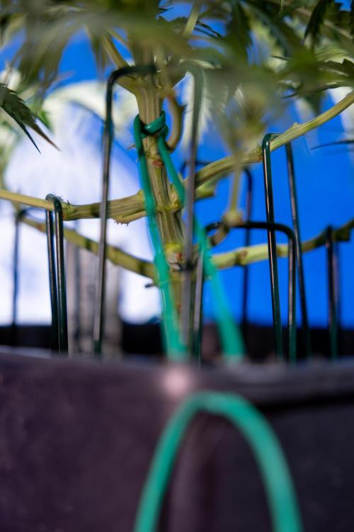 Critical Cheese Auto I - Zamnesia x B&B. Week 4 - Critical Cheese Auto 1 - Week 4  - Bloom - LST 