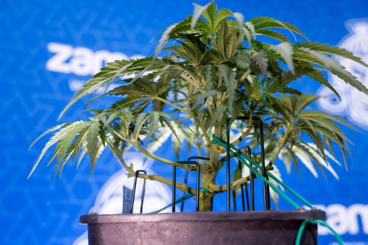 Critical Cheese Auto I - Zamnesia x B&B. Week 4 - Critical Cheese Auto 1 - Week 4  - Bloom - LST 