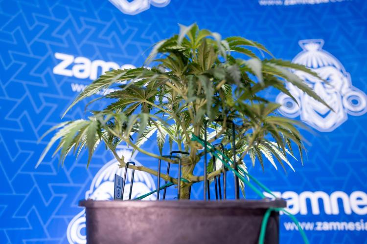 Critical Cheese Auto I - Zamnesia x B&B. Week 4 - Critical Cheese Auto 1 - Week 4  - Bloom - LST 