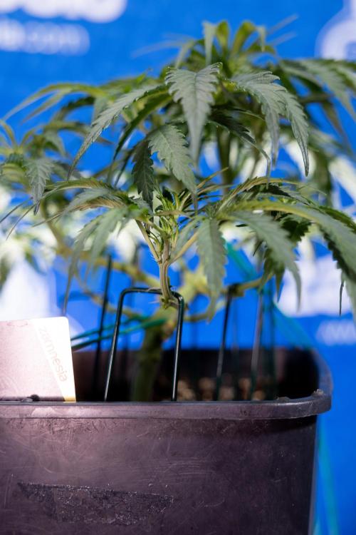 Critical Cheese Auto I - Zamnesia x B&B. Week 4 - Critical Cheese Auto 1 - Week 4  - Bloom - LST 