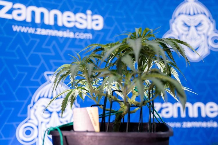 Critical Cheese Auto I - Zamnesia x B&B. Week 4 - Critical Cheese Auto 1 - Week 4  - Bloom - LST 