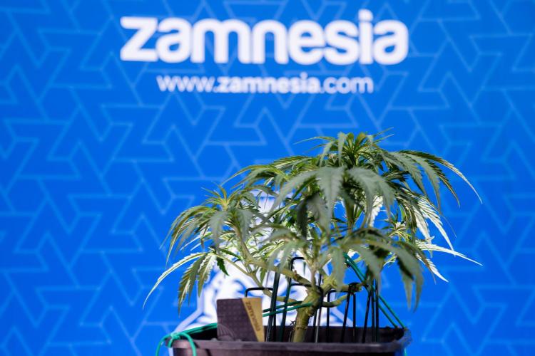 Critical Cheese Auto I - Zamnesia x B&B. Week 4 - Critical Cheese Auto 1 - Week 4  - Bloom - LST 