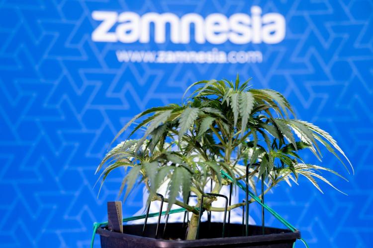 Critical Cheese Auto I - Zamnesia x B&B. Week 4 - Critical Cheese Auto 1 - Week 4  - Bloom - LST 