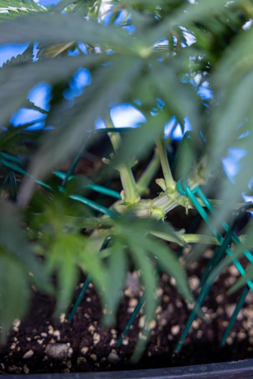 Critical Cheese Auto I - Zamnesia x B&B. Week 4 - Critical Cheese Auto 1 - Week 4  - Bloom - LST 