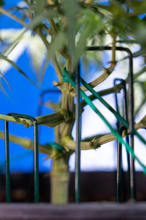 Critical Cheese Auto I - Zamnesia x B&B. Week 4 - Critical Cheese Auto 1 - Week 4  - Bloom - LST 