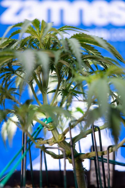 Critical Cheese Auto I - Zamnesia x B&B. Week 4 - Critical Cheese Auto 1 - Week 4  - Bloom - LST 