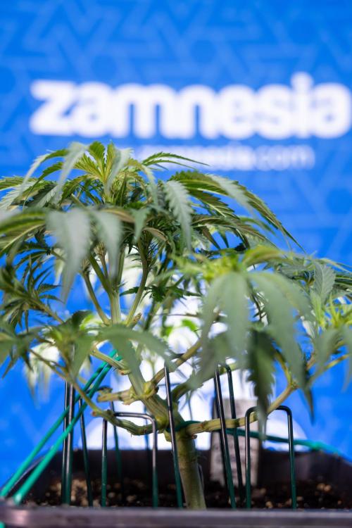 Critical Cheese Auto I - Zamnesia x B&B. Week 4 - Critical Cheese Auto 1 - Week 4  - Bloom - LST 