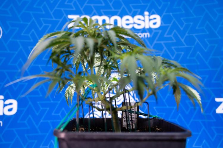 Critical Cheese Auto I - Zamnesia x B&B. Week 4 - Critical Cheese Auto 1 - Week 4  - Bloom - LST 