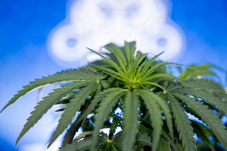 Critical Cheese Auto I - Zamnesia x B&B. Week 4 - Critical Cheese Auto 1 - Week 4  - Bloom - LST 