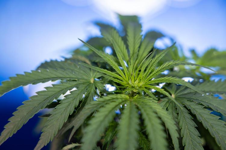 Critical Cheese Auto I - Zamnesia x B&B. Week 4 - Critical Cheese Auto 1 - Week 4  - Bloom - LST 