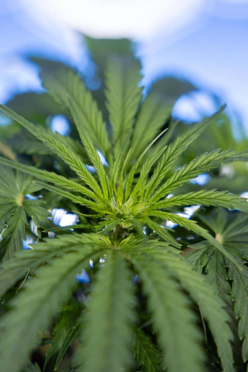 Critical Cheese Auto I - Zamnesia x B&B. Week 4 - Critical Cheese Auto 1 - Week 4  - Bloom - LST 