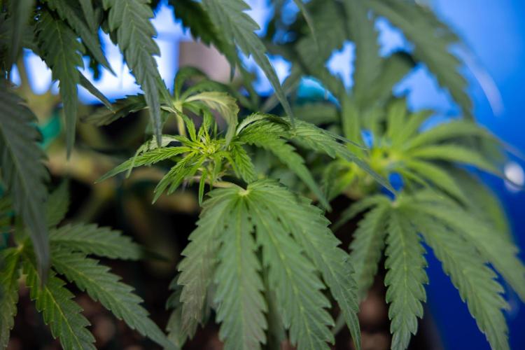 Critical Cheese Auto I - Zamnesia x B&B. Week 4 - Critical Cheese Auto 1 - Week 4  - Bloom - LST 