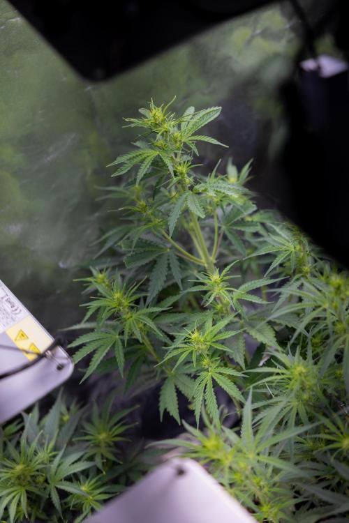 Critical Cheese Auto I - Zamnesia x B&B. Week 4 - Autoflowering Zamnesia  x Plagron Crew into growbox