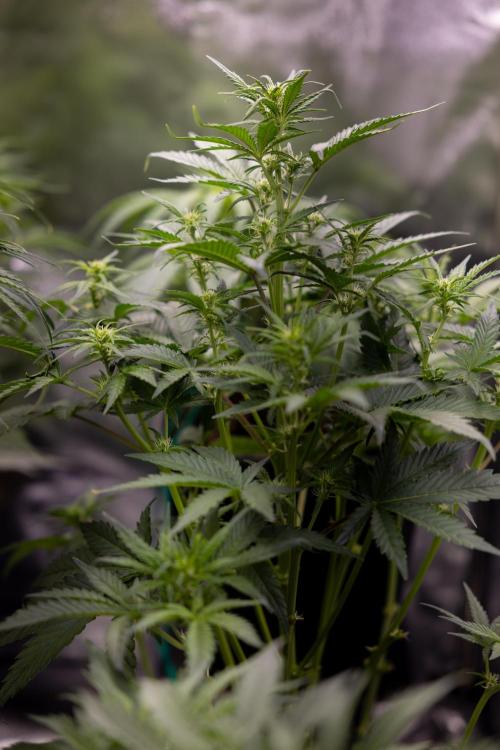 Critical Cheese Auto I - Zamnesia x B&B. Week 4 - Autoflowering Zamnesia  x Plagron Crew into growbox