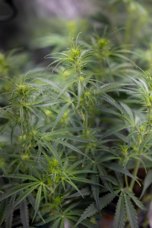 Critical Cheese Auto I - Zamnesia x B&B. Week 4 - Autoflowering Zamnesia  x Plagron Crew into growbox