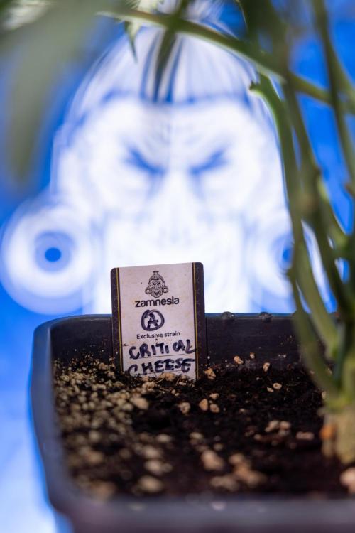 Critical Cheese Auto II - Zamnesia x B&B. Week 4 - Critical Cheese Auto 2 - Week 4/5 - Bloom - No Techniques