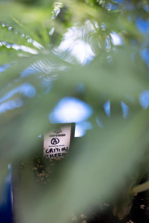 Critical Cheese Auto II - Zamnesia x B&B. Week 4 - Critical Cheese Auto 2 - Week 4/5 - Bloom - No Techniques