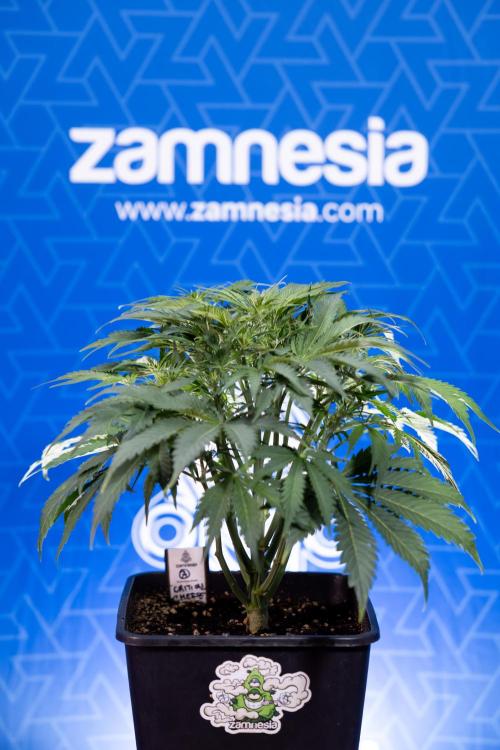 Critical Cheese Auto II - Zamnesia x B&B. Week 4 - Critical Cheese Auto 2 - Week 4/5 - Bloom - No Techniques