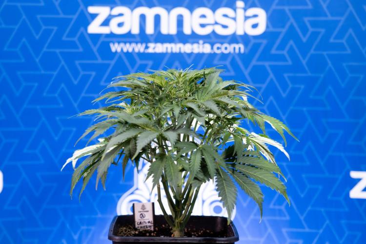 Critical Cheese Auto II - Zamnesia x B&B. Week 4 - Critical Cheese Auto 2 - Week 4/5 - Bloom - No Techniques