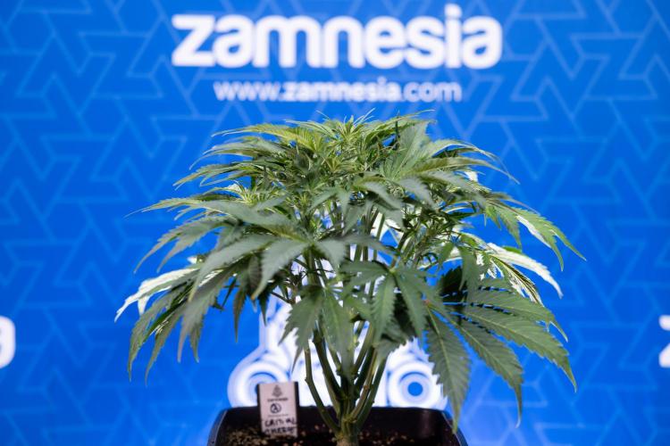 Critical Cheese Auto II - Zamnesia x B&B. Week 4 - Critical Cheese Auto 2 - Week 4/5 - Bloom - No Techniques