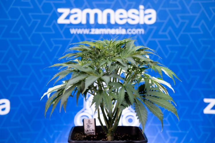 Critical Cheese Auto II - Zamnesia x B&B. Week 4 - Critical Cheese Auto 2 - Week 4/5 - Bloom - No Techniques