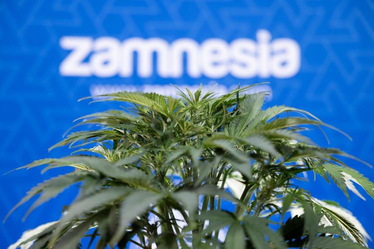 Critical Cheese Auto II - Zamnesia x B&B. Week 4 - Critical Cheese Auto 2 - Week 4/5 - Bloom - No Techniques