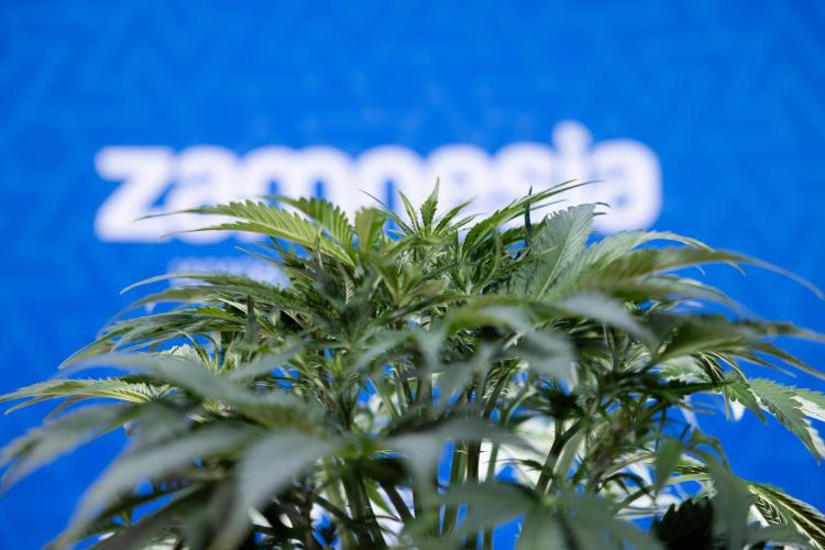 Critical Cheese Auto II - Zamnesia x B&B. Week 4 - Critical Cheese Auto 2 - Week 4/5 - Bloom - No Techniques