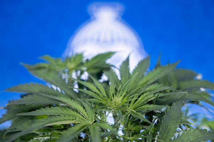 Critical Cheese Auto II - Zamnesia x B&B. Week 4 - Critical Cheese Auto 2 - Week 4/5 - Bloom - No Techniques