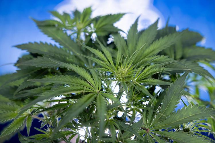 Critical Cheese Auto II - Zamnesia x B&B. Week 4 - Critical Cheese Auto 2 - Week 4/5 - Bloom - No Techniques