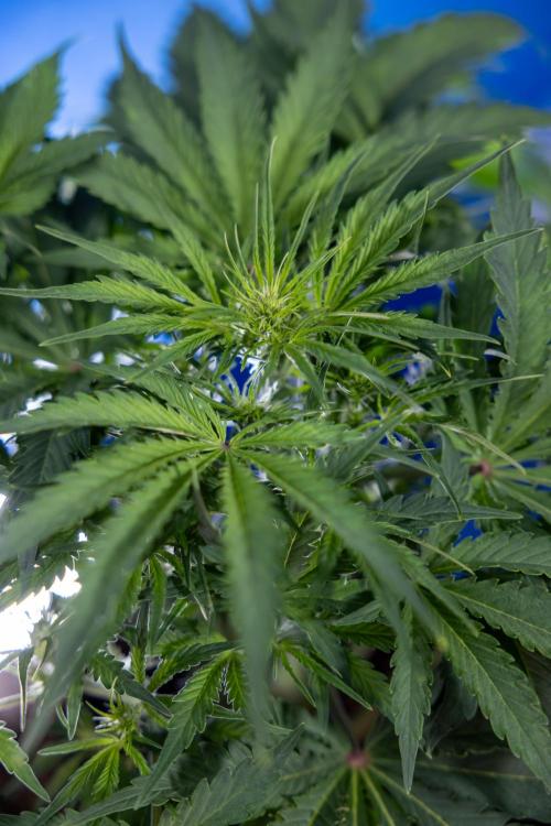 Critical Cheese Auto II - Zamnesia x B&B. Week 4 - Critical Cheese Auto 2 - Week 4/5 - Bloom - No Techniques