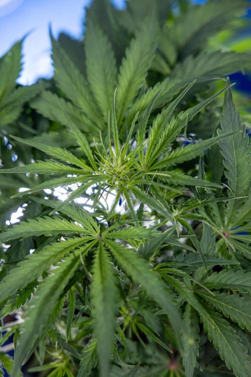 Critical Cheese Auto II - Zamnesia x B&B. Week 4 - Critical Cheese Auto 2 - Week 4/5 - Bloom - No Techniques