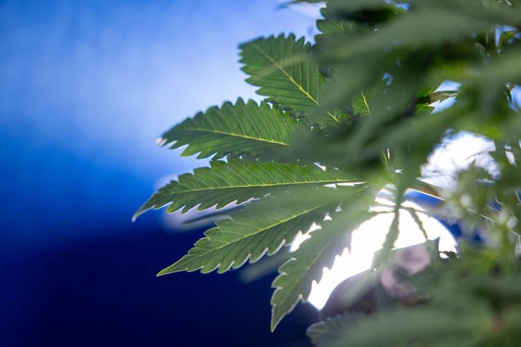 Critical Cheese Auto II - Zamnesia x B&B. Week 4 - Critical Cheese Auto 2 - Week 4/5 - Bloom - No Techniques