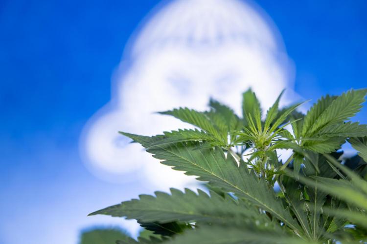 Critical Cheese Auto II - Zamnesia x B&B. Week 4 - Critical Cheese Auto 2 - Week 4/5 - Bloom - No Techniques