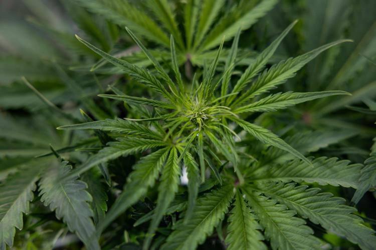 Critical Cheese Auto II - Zamnesia x B&B. Week 4 - Critical Cheese Auto 2 - Week 4/5 - Bloom - No Techniques