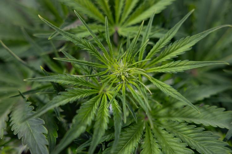 Critical Cheese Auto II - Zamnesia x B&B. Week 4 - Critical Cheese Auto 2 - Week 4/5 - Bloom - No Techniques