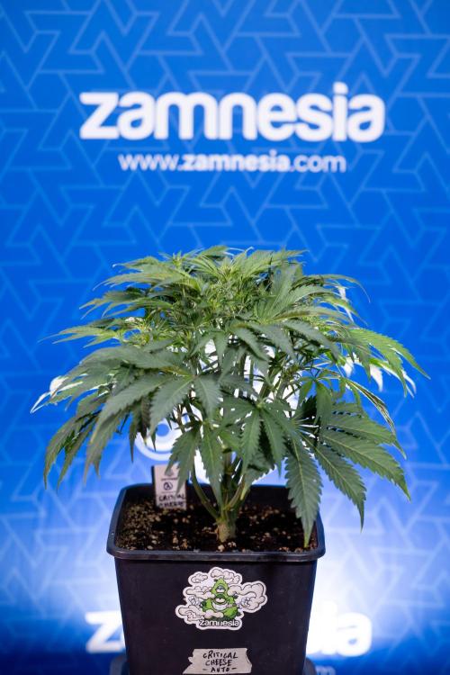 Critical Cheese Auto II - Zamnesia x B&B. Week 4 - Critical Cheese Auto 2 - Week 4/5 - Bloom - No Techniques