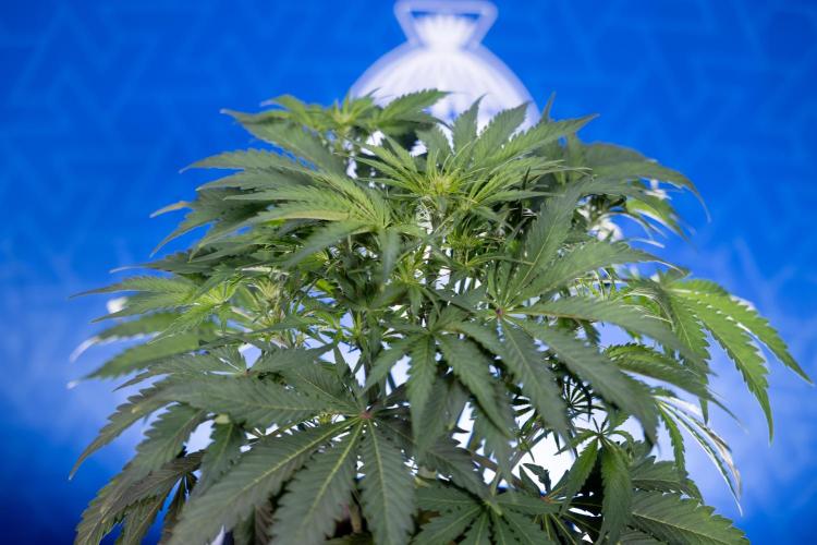 Critical Cheese Auto II - Zamnesia x B&B. Week 4 - Critical Cheese Auto 2 - Week 4/5 - Bloom - No Techniques