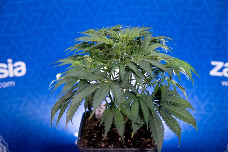 Critical Cheese Auto II - Zamnesia x B&B. Week 4 - Critical Cheese Auto 2 - Week 4/5 - Bloom - No Techniques