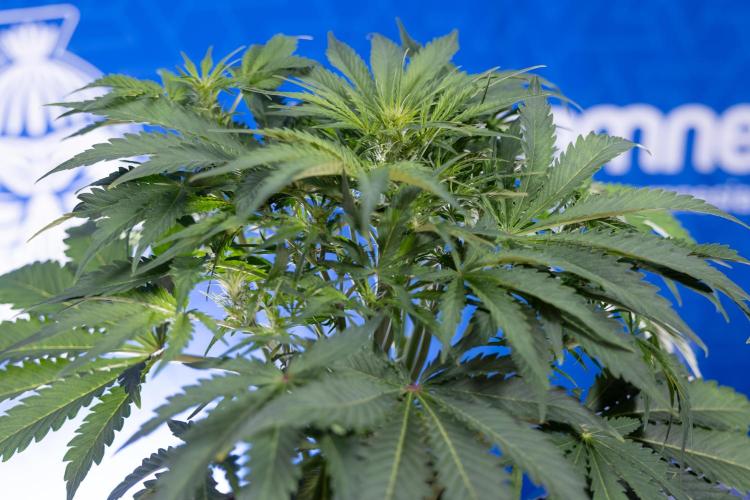 Critical Cheese Auto II - Zamnesia x B&B. Week 4 - Critical Cheese Auto 2 - Week 4/5 - Bloom - No Techniques