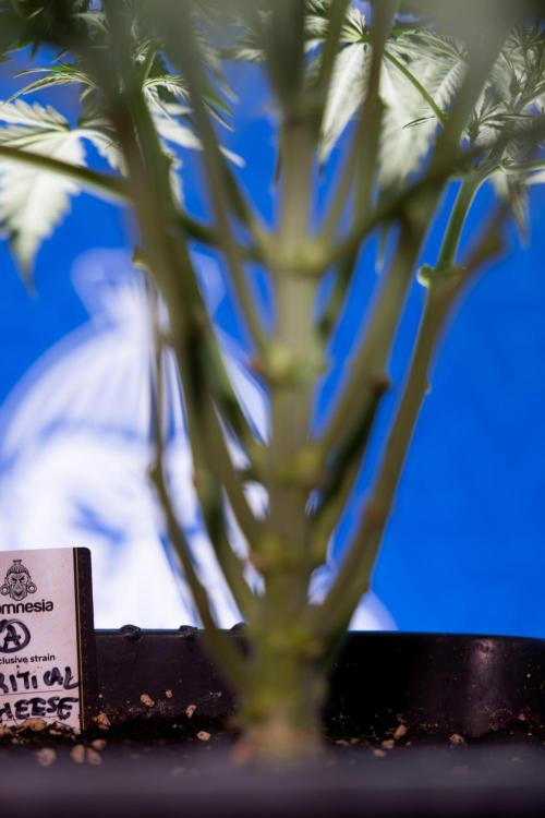 Critical Cheese Auto II - Zamnesia x B&B. Week 4 - Critical Cheese Auto 2 - Week 4/5 - Bloom - No Techniques