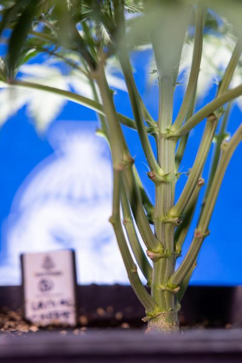 Critical Cheese Auto II - Zamnesia x B&B. Week 4 - Critical Cheese Auto 2 - Week 4/5 - Bloom - No Techniques