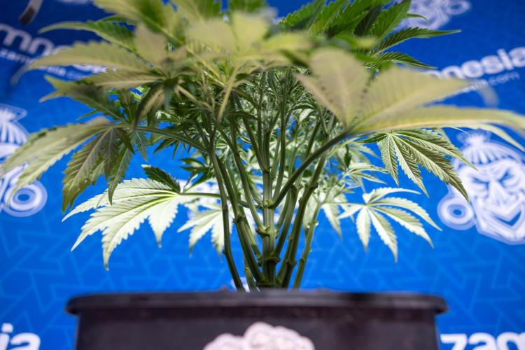 Critical Cheese Auto II - Zamnesia x B&B. Week 4 - Critical Cheese Auto 2 - Week 4/5 - Bloom - No Techniques