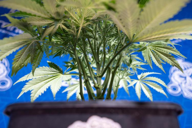 Critical Cheese Auto II - Zamnesia x B&B. Week 4 - Critical Cheese Auto 2 - Week 4/5 - Bloom - No Techniques