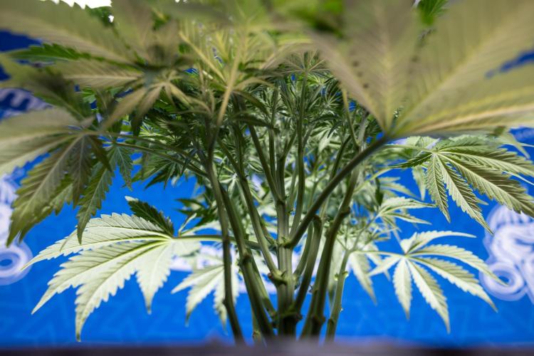 Critical Cheese Auto II - Zamnesia x B&B. Week 4 - Critical Cheese Auto 2 - Week 4/5 - Bloom - No Techniques